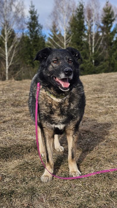 suczka do adopcji