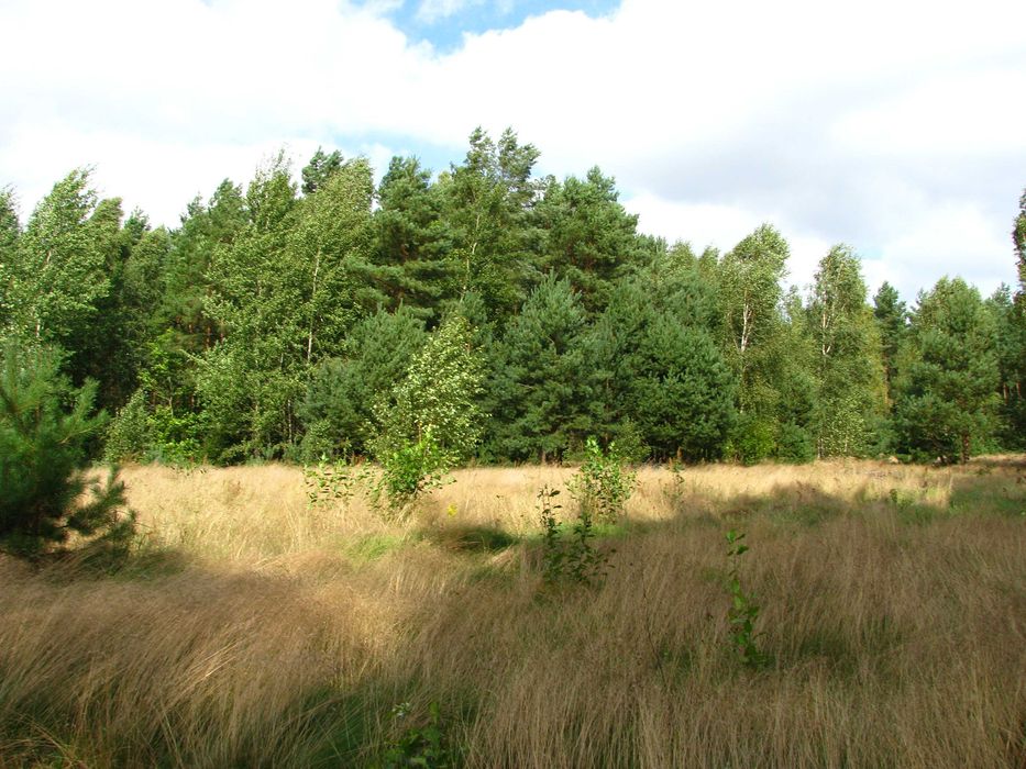 Działka budowlana w Nagladach ( ładnie położona )