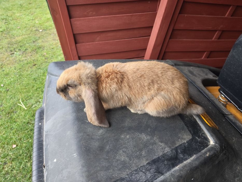 Baran francuski Madagaskar