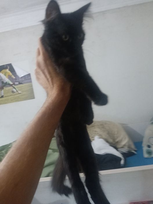 gatinhos com 3 meses