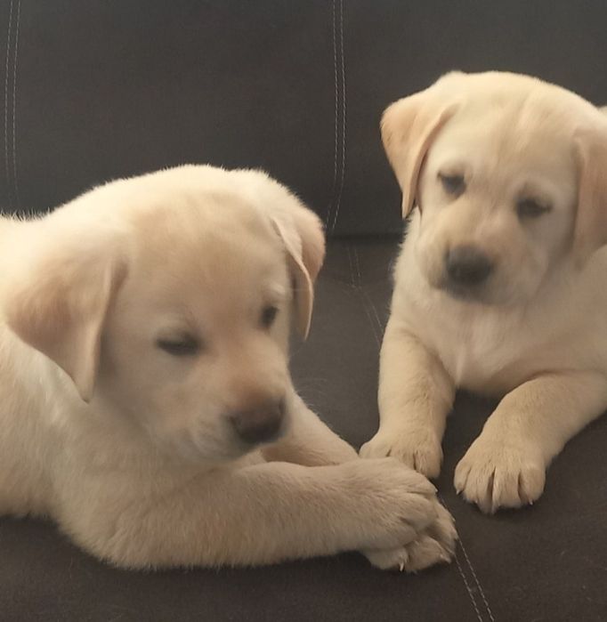 Біла дівчинка Лабрадор Ретривер Доставка в Німеччину