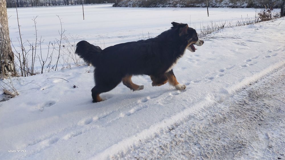 Amerykanski Owczarek Miniaturowy