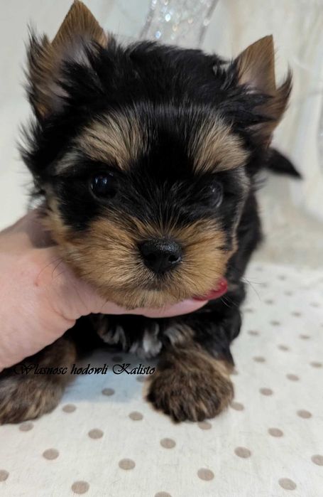 York Piesek Yorkshire Terrier
