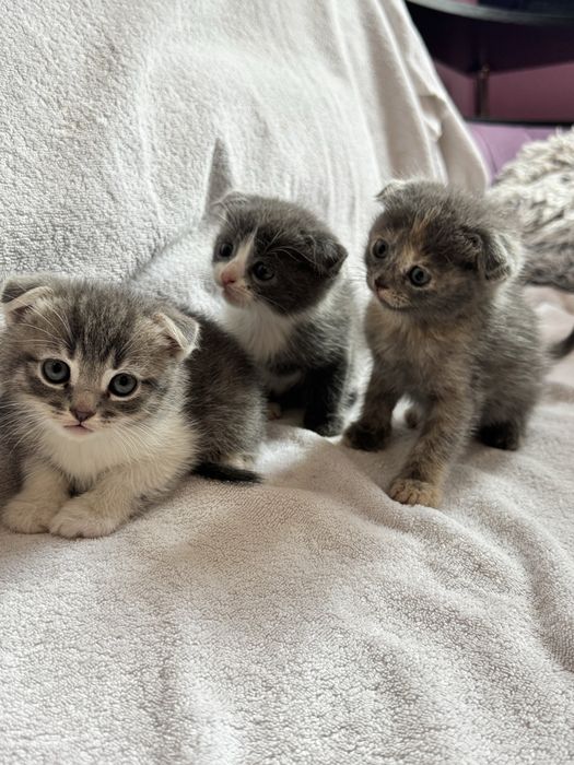 Шотландські кошенята (метіс)