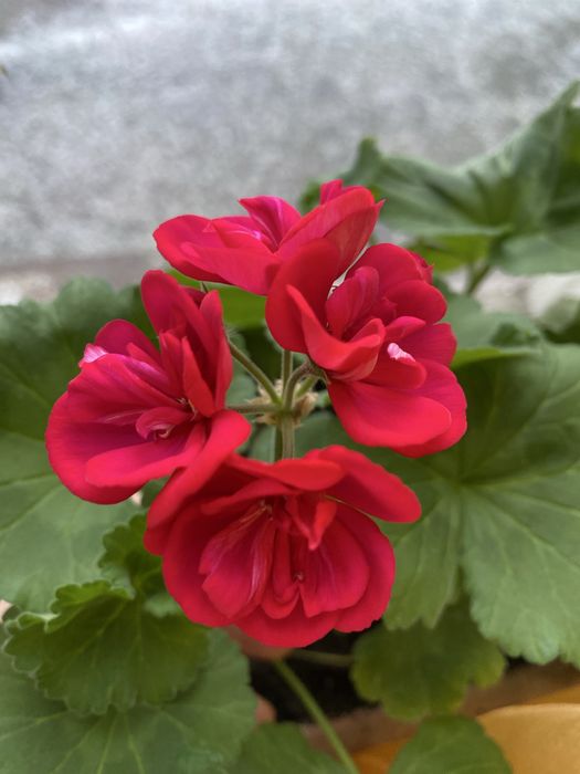 Пеларгонія  свіжий зріз