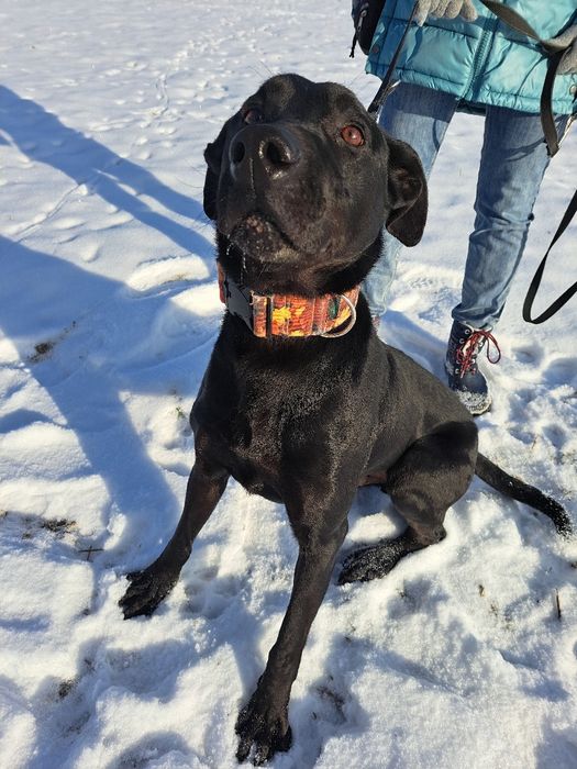 Duży i łagodny pies czeka na nowy dom