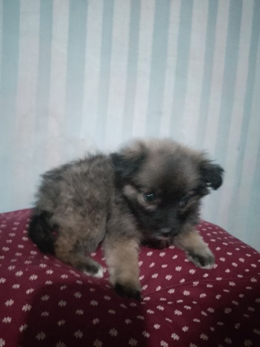 Цуцик красива девочка