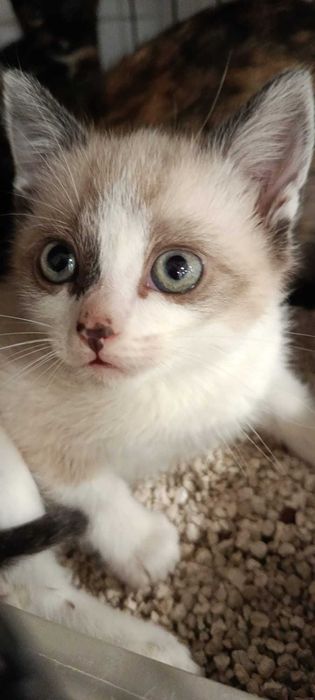 Gatinhos para adoção