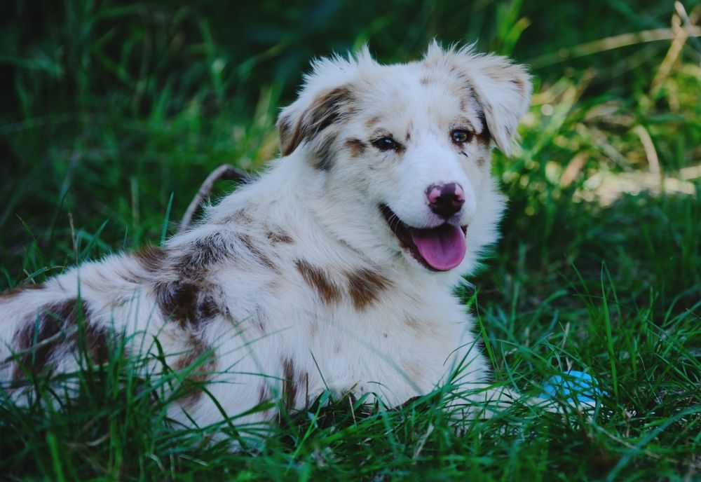 Suczka red merle owczarek australijski ZKwP/FCI