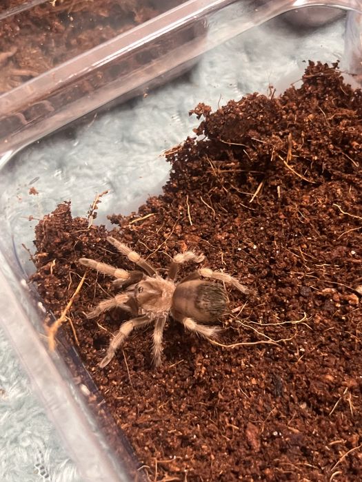 Ptaszniki skorpiony skakuny  - różne gatunki