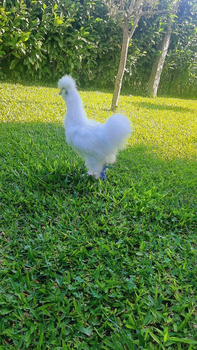 Macho sedosa do Japão