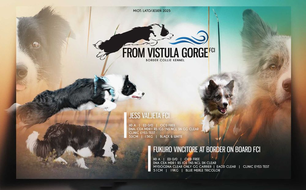 ベテリナリーボード VETERINARY BOARD 37 38 43 20 Border