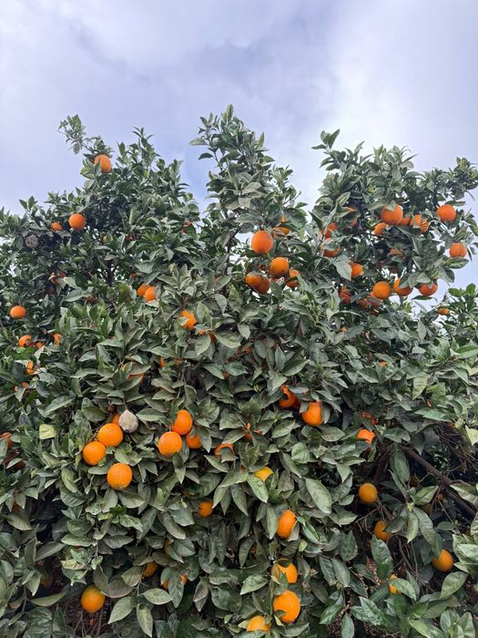 Laranjas Algarve (Silves)