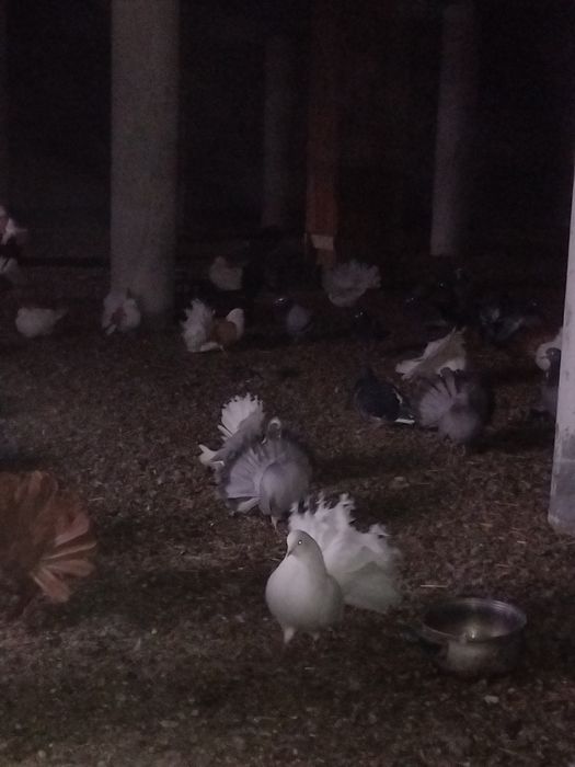 Witam posiadam na sprzedaż pawki