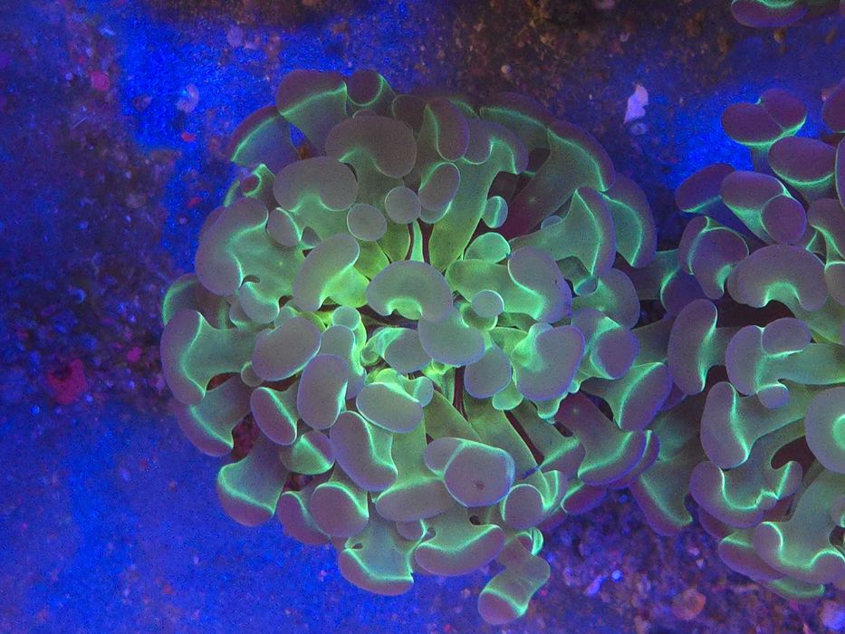 Euphyllia paraancora Koralowce Akwarystyka morska Poznań