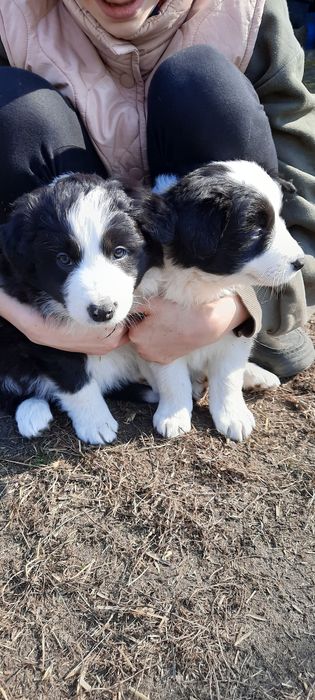 Suczka, piesek border collie, szczenię, metryką, wyprawka