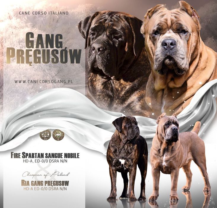 Cane Corso szczenię