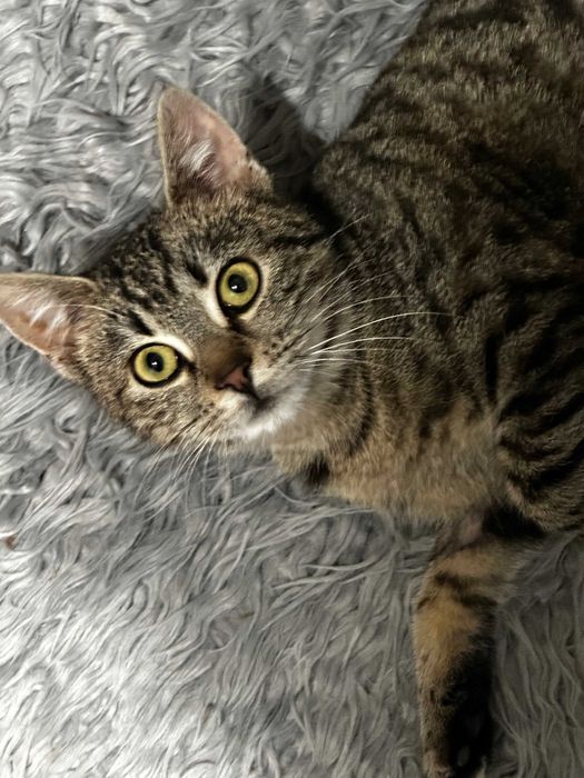 Kotka Nela szuka domu