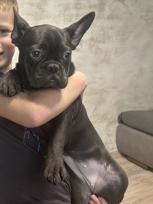 Французький бульдог