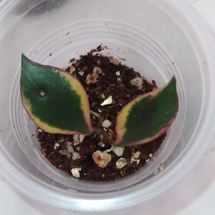 Hoya bakoensis albo, lacunosa minsra, lakunosa souma, lakunosa amarillo
