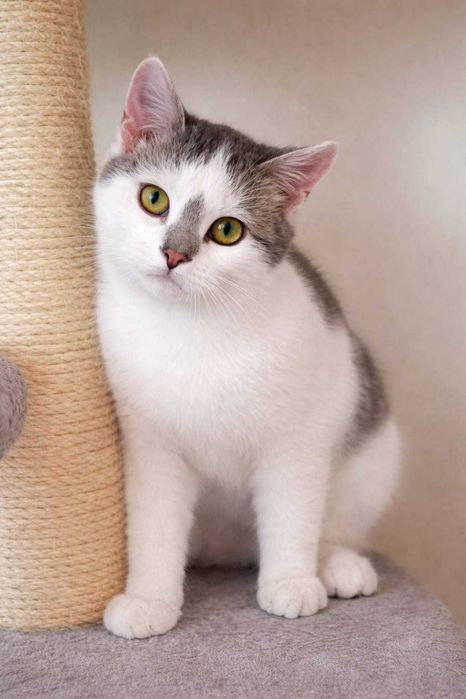 Olafek szuka domu - cichy kociak z wielkim sercem