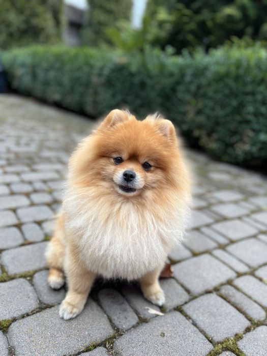 Хлопець шпіц-міні з документами вязка