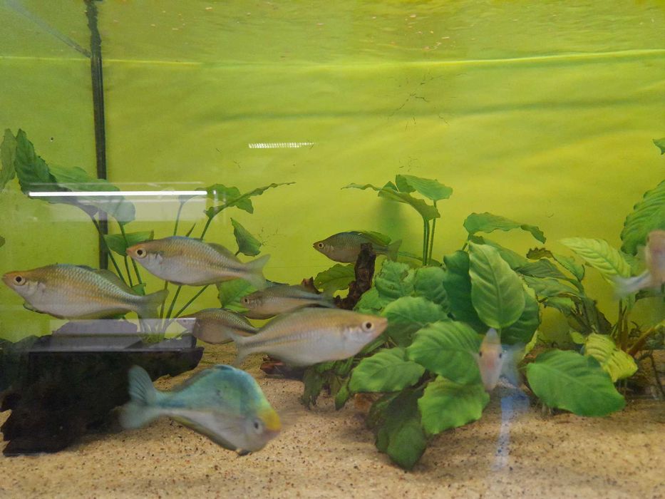 Tęczanki niebieskie (Melanotaenia lacustris)