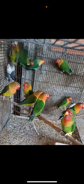 Agapornis fischeri 2025 Machos