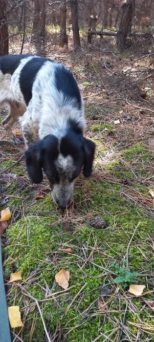 Красунчик шукає господарів