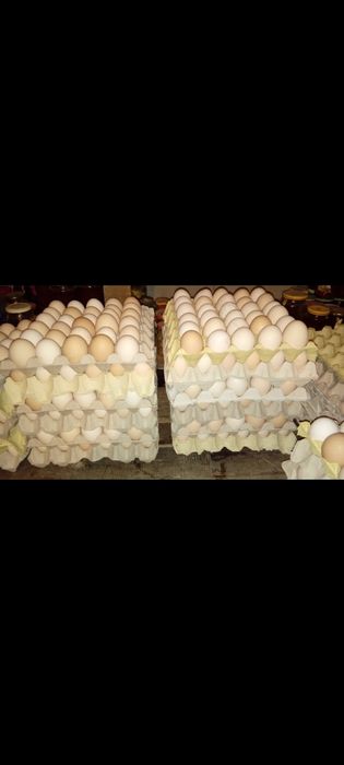 Jajka wiejskie dowóz