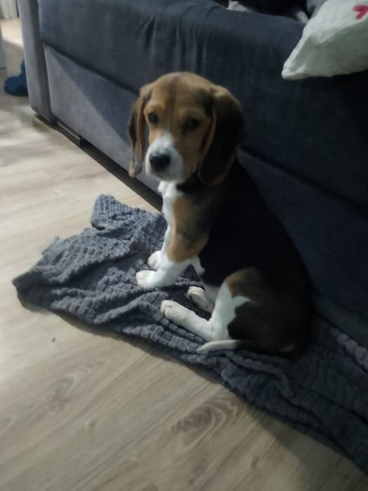 Beagle Szczenięta Rodowodowe