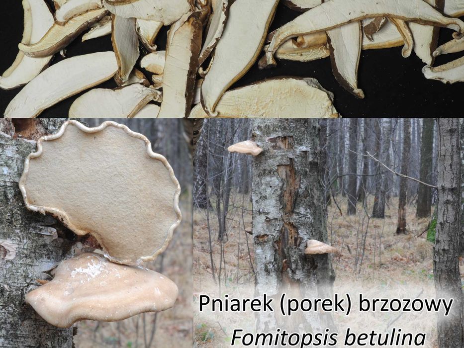 Pniarek brzozowy, porek brzozowy  grzyb leczniczy naturalny antybiotyk