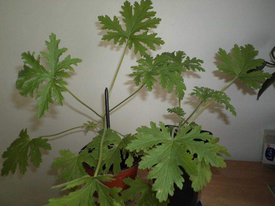 geranium anginka kwiat doniczkowy