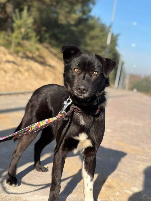 Wyjątkowi bracia polecają się do adopcji!