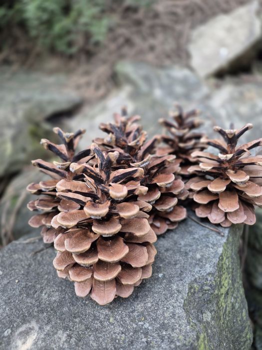 Szyszki sosnowe tegoroczne 6-9cm wysokości