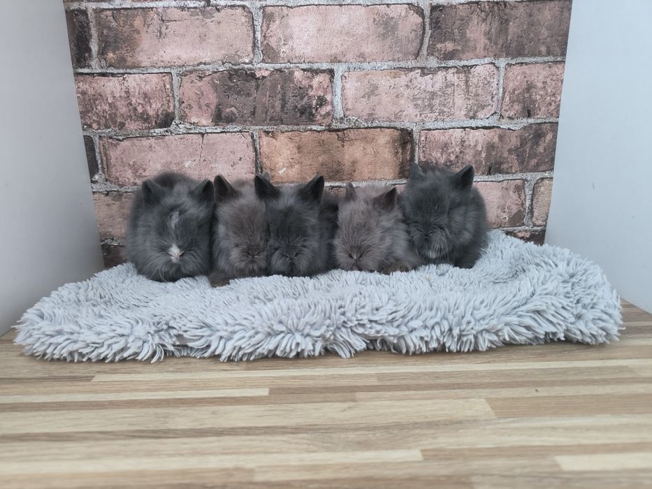 Króliczki karzełki Teddy mini króliki metryka