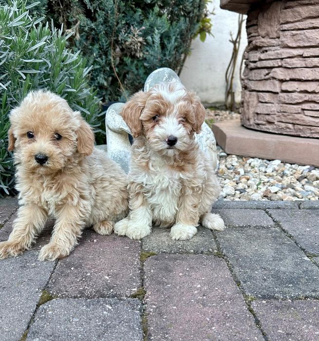 Maltipoo suczka gotowa