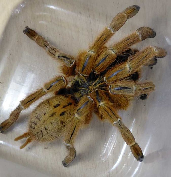Ptasznik Pterinochilus murinus "Usambara"