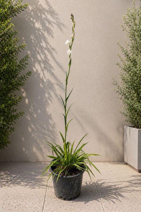 Nardo (Polianthes tuberosa) – Planta Medicinal e Aromática