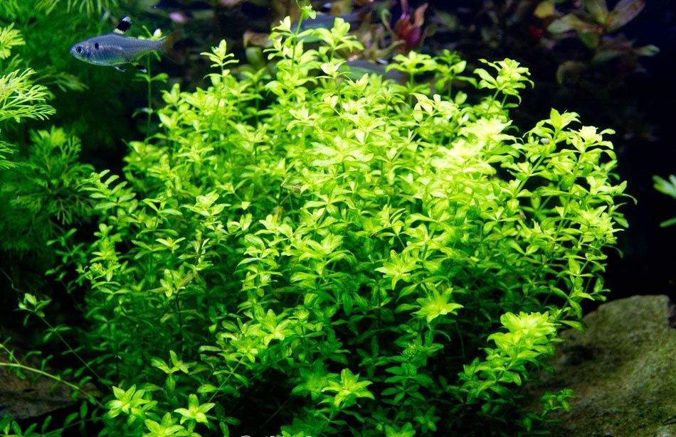 Duży Heniek Hemianthus micranthemoides