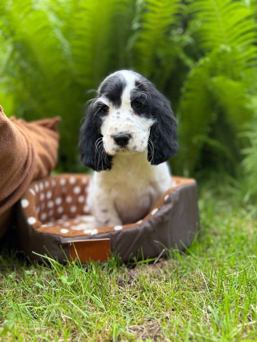 Cocker spaniel angielski Piesek