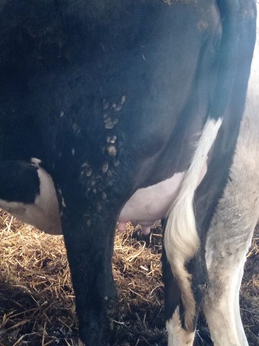 Jałówki cielne   maj/grudzień wycielenie