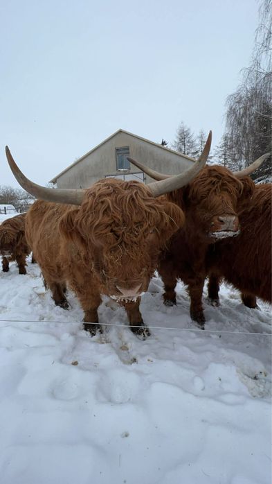 Krowa highland szkocka wyżynna stado byk