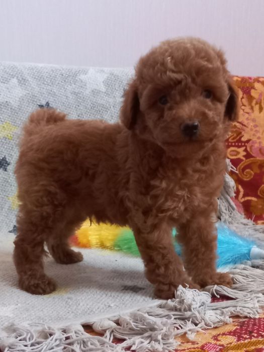 АКЦИЯ!!! Кудрявый мальчик,той пудель, милый красавчик.