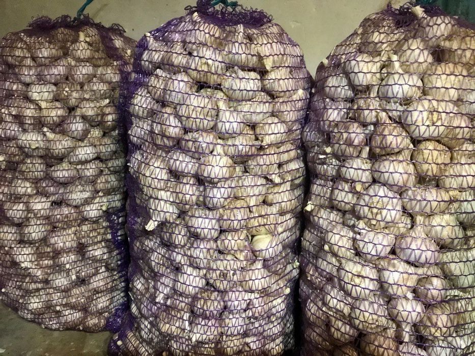 Продам часник сорт «Любаша» (зимовий)