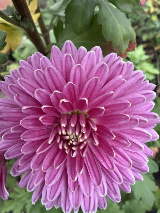 Хризантема на фото пізня з високорослих сортів