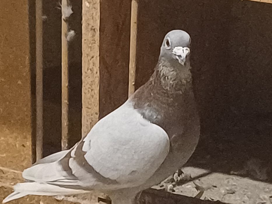 Gołębie pocztowe  .