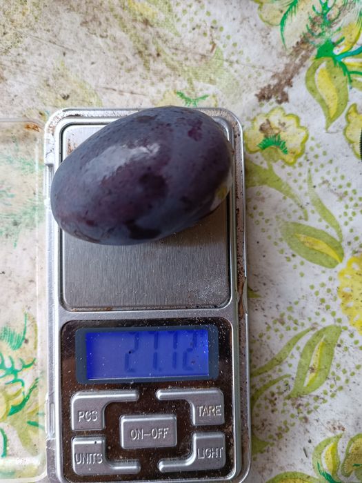 Саженцы винограда аватар. жолтый великан.эльдорадо.алинка.150 сортов.