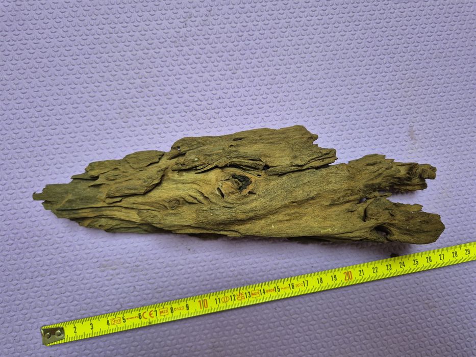Korzeń mangrowca 25 cm