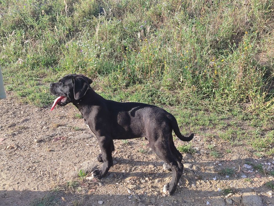 Cane Corso Italiano